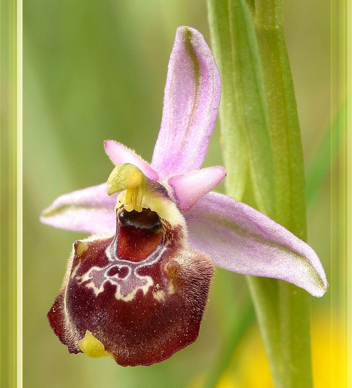 Ophrys holosericea subsp. gracilis